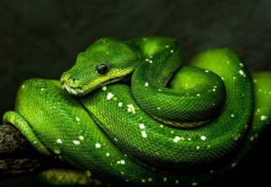 Snakes Alive! 